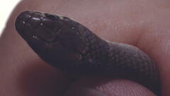 Eirenis modestus semimaculatus