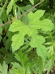 Ampelopsis glandulosa