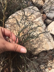Polygala scoparioides