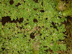 Psoromidium aleuroides