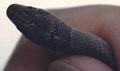 Eirenis modestus semimaculatus