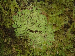 Psoromidium aleuroides