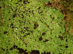 Psoromidium aleuroides