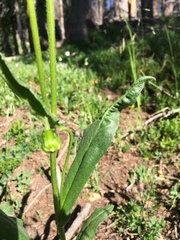 Senecio amplectens amplectens
