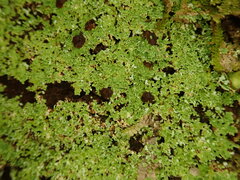 Psoromidium aleuroides