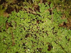Psoromidium aleuroides