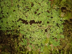 Psoromidium aleuroides