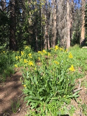 Senecio amplectens amplectens