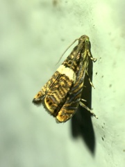 Hilarographa shehkonga