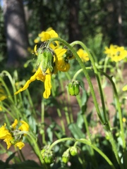 Senecio amplectens amplectens