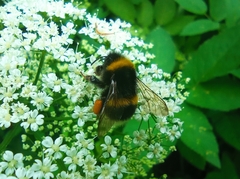 Bombus