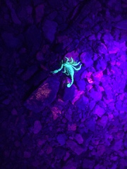 Anuroctonus phaiodactylus