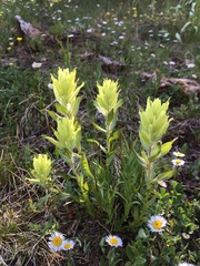 Castilleja septentrionalis