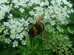Bombus