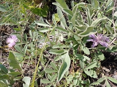 Psephellus marschallianus