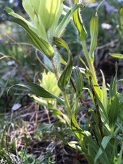 Castilleja septentrionalis