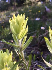 Castilleja septentrionalis
