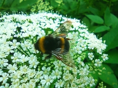 Bombus