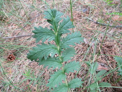 Potentilla longifolia