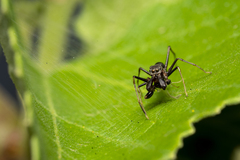 Myrmarachne melanocephala