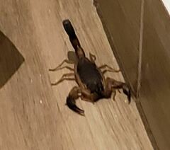 Centruroides edwardsii