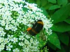 Bombus