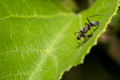 Myrmarachne melanocephala