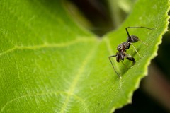 Myrmarachne melanocephala