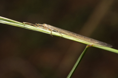 Myrmarachne melanocephala
