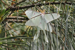 Actias neidhoeferi