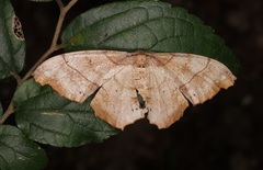 Hyposidra infixaria