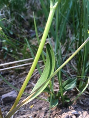 Ranunculus alismifolius