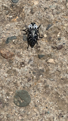 Capnodis