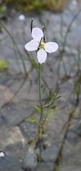 Cardamine polemonioides