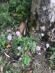 Cirsium arvense