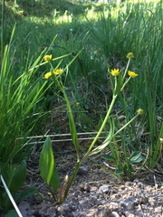 Ranunculus alismifolius