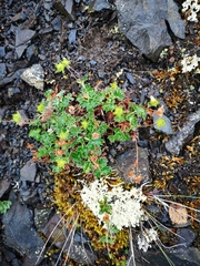 Potentilla × villosula
