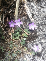 Campanula fragilis