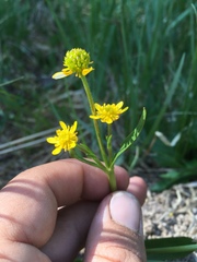 Ranunculus alismifolius