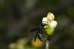 Myrmarachne melanocephala