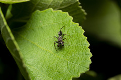 Myrmarachne melanocephala