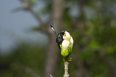 Myrmarachne melanocephala