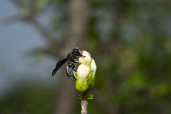 Myrmarachne melanocephala