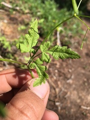 Osmorhiza depauperata