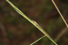 Myrmarachne melanocephala
