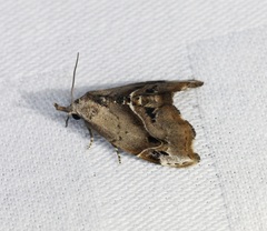 Euwilemania angulata