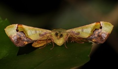 Fascellina plagiata