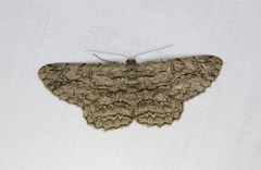 Hypomecis transcissa