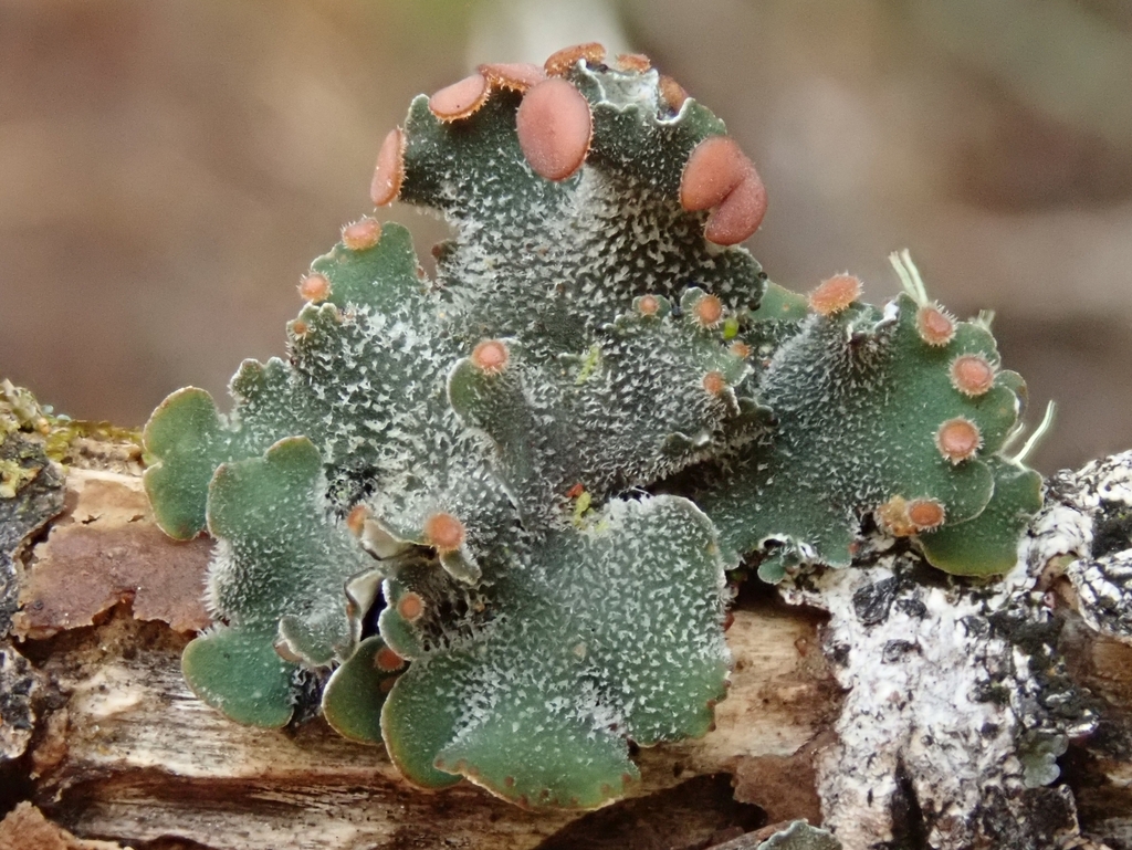 Erioderma leylandii