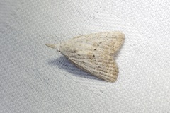 Meganola brunellus